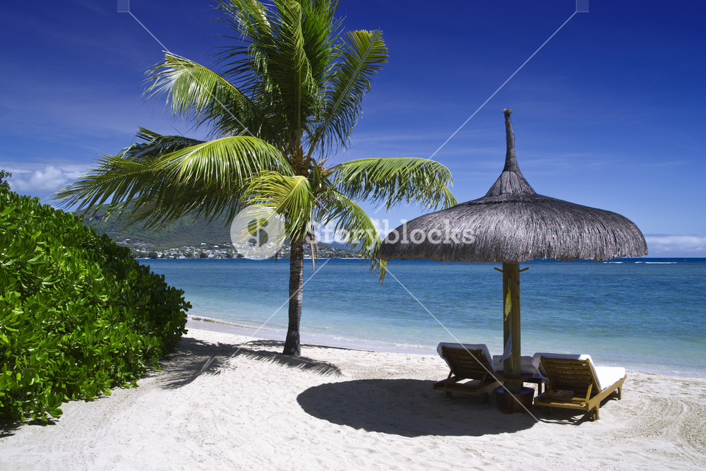 Beach chairs and umbrella under palm trees