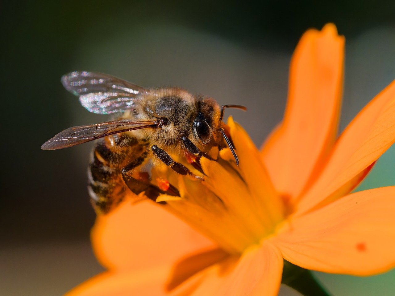 honeybee, flower background, flower wallpaper